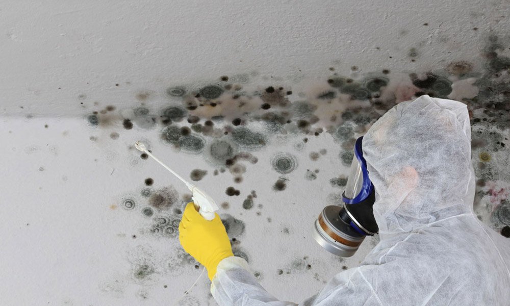 3717 115 should you handle mould removal yourself or call the experts