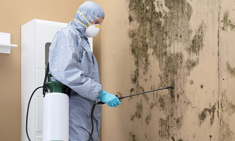 should you handle mould removal yourself or call the experts